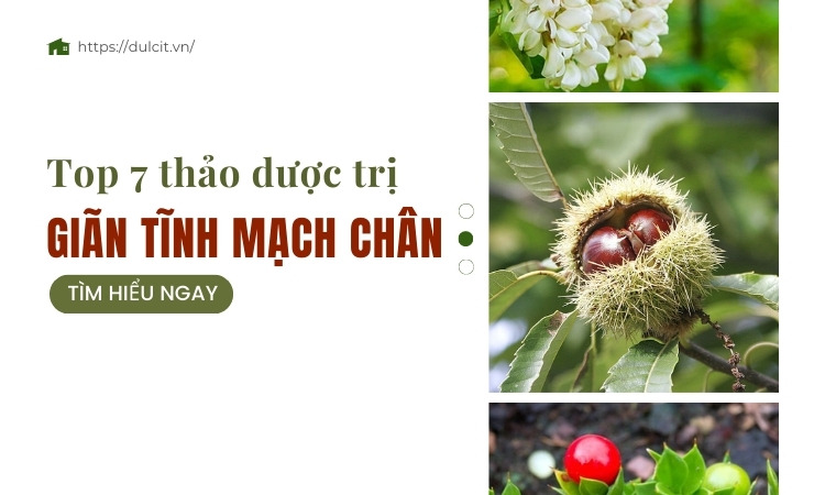 thao-duoc-tri-gian-tinh-mach